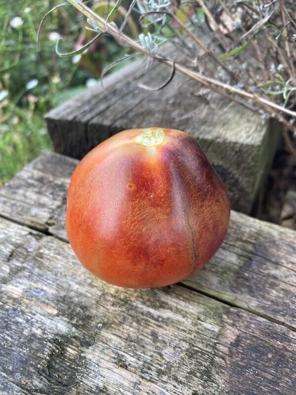 BLUE PEAR