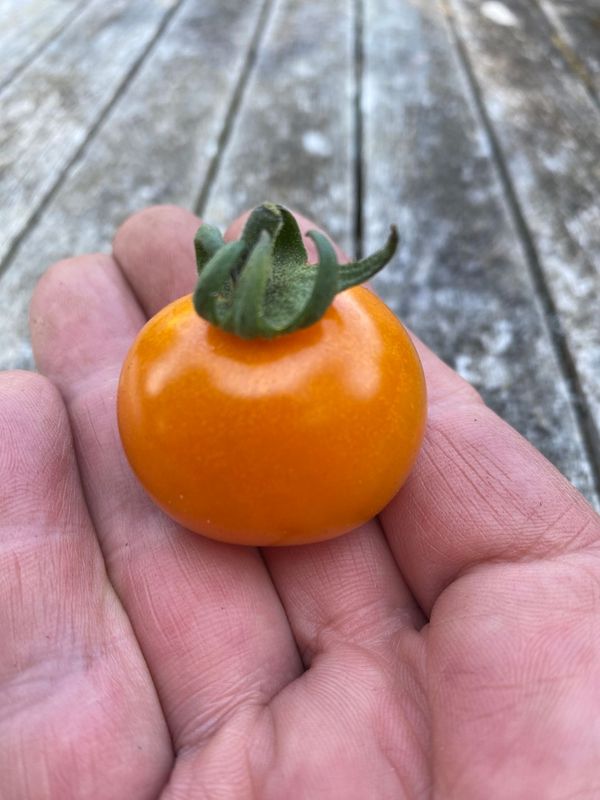 SUNGOLD SELECT