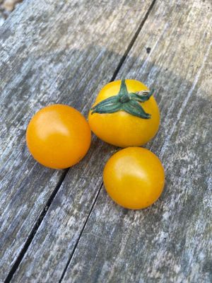 JOCHALOS (Micro Dwarf)