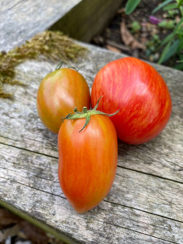 DYNAMITE DELIGHT (Micro Dwarf)