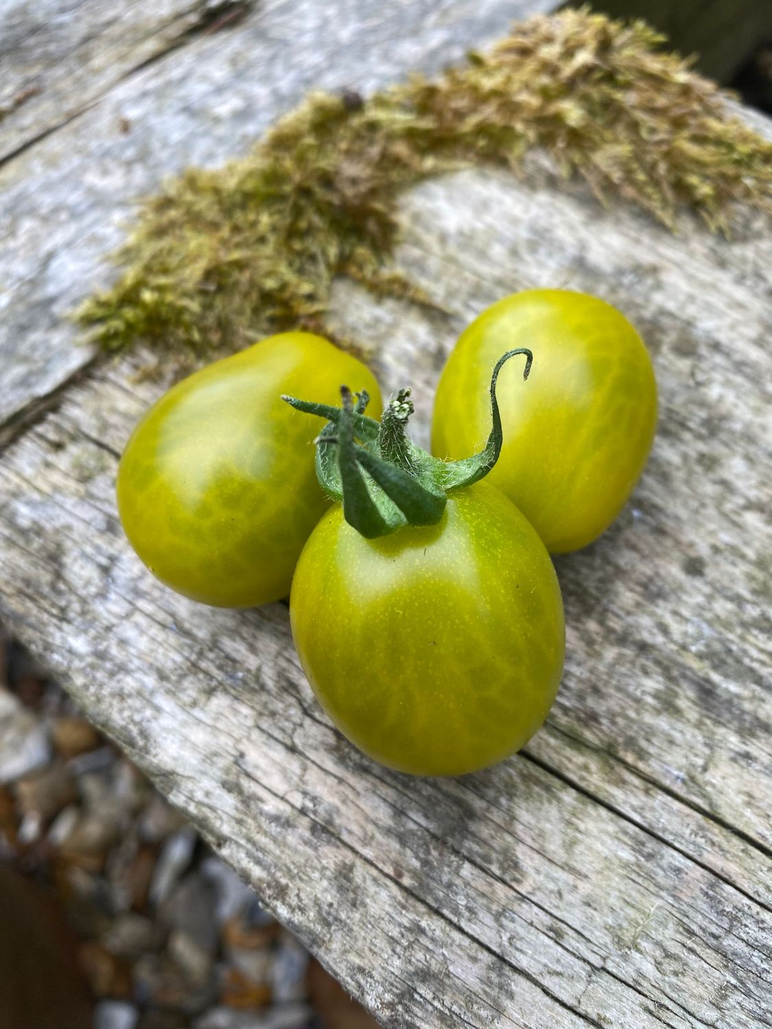 STORMIN NORMAN GREEN (multiflora)