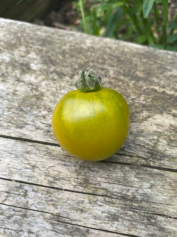 LIMELIGHT (Micro Dwarf)