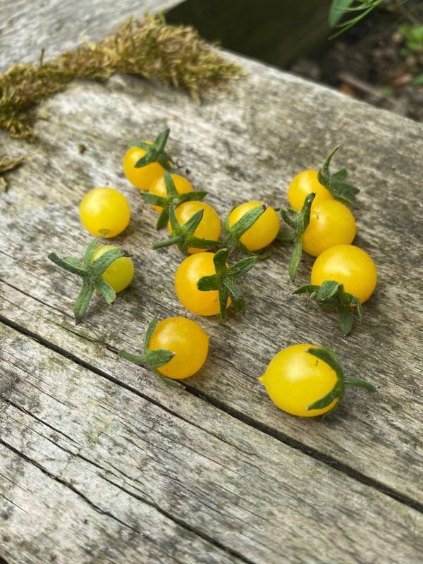 YELLOW PYGMY (Micro Dwarf)