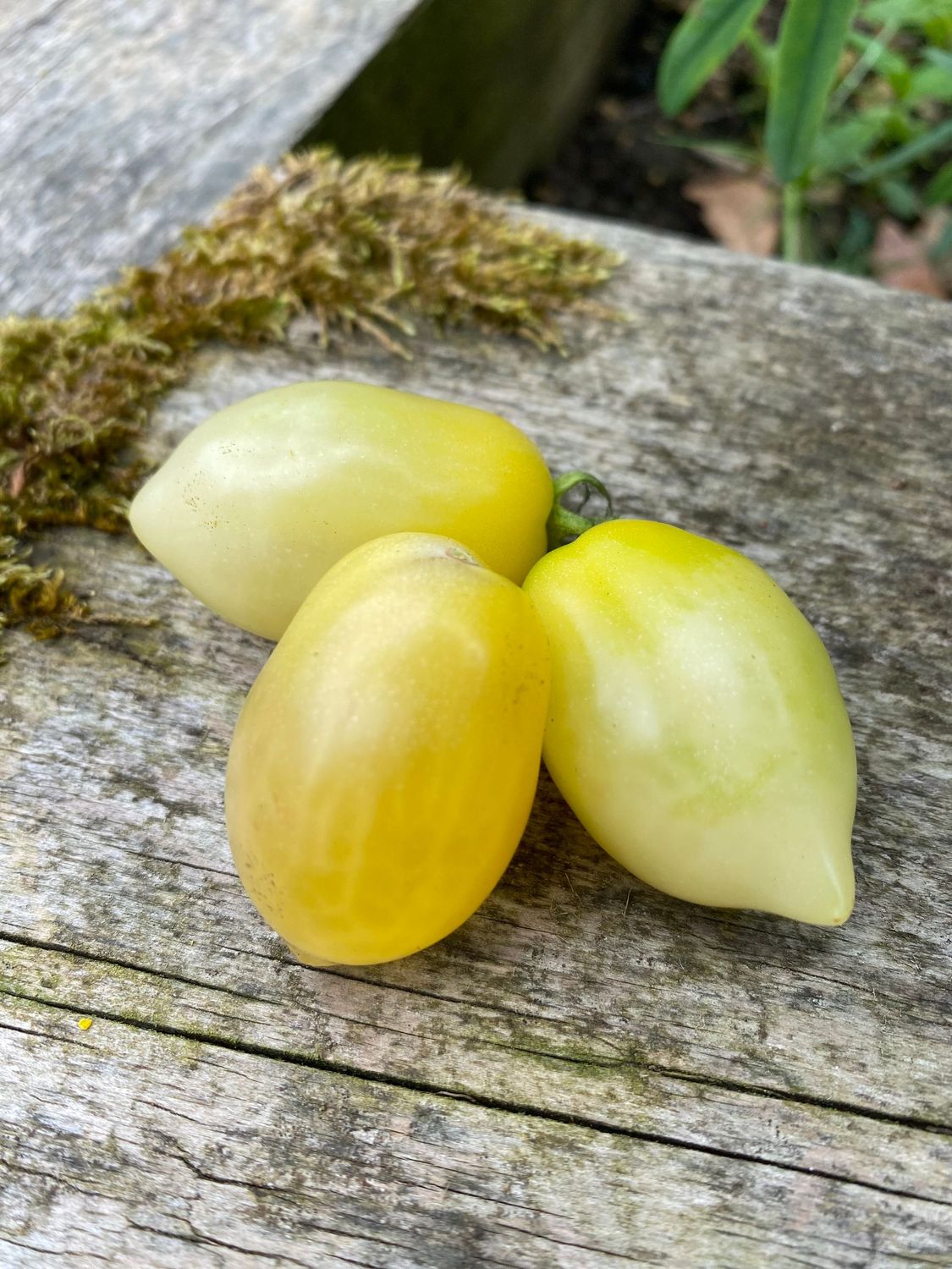 BARRYS CRAZY CHERRY (Multiflora)