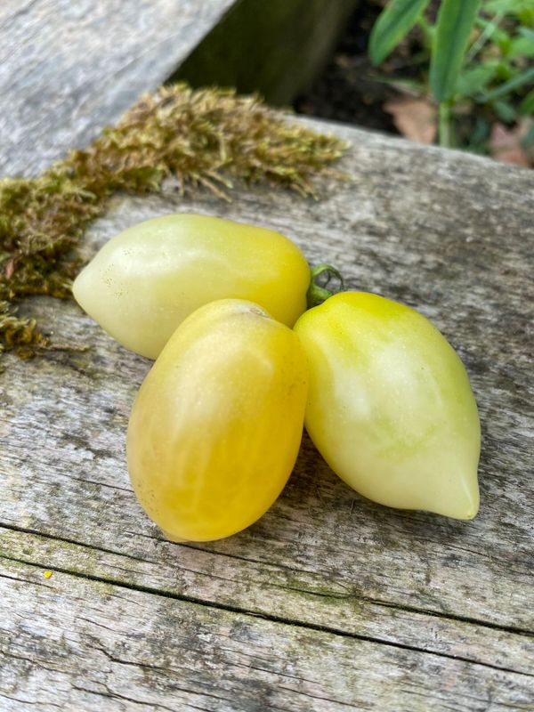 BARRYS CRAZY CHERRY (Multiflora)