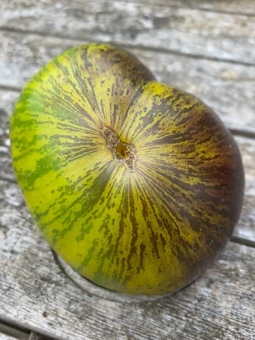 DWARF REBELA