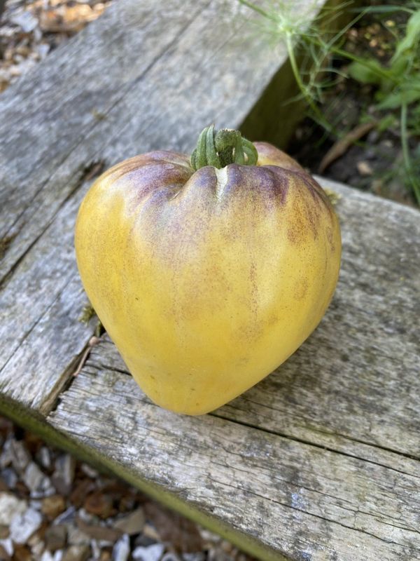 SGT PEPPERS YELLOW