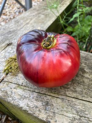 SCOTTSDALE ROAD SCOTTSDALE ROAD