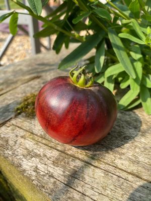 AURORA BLUE AURORA BLUE