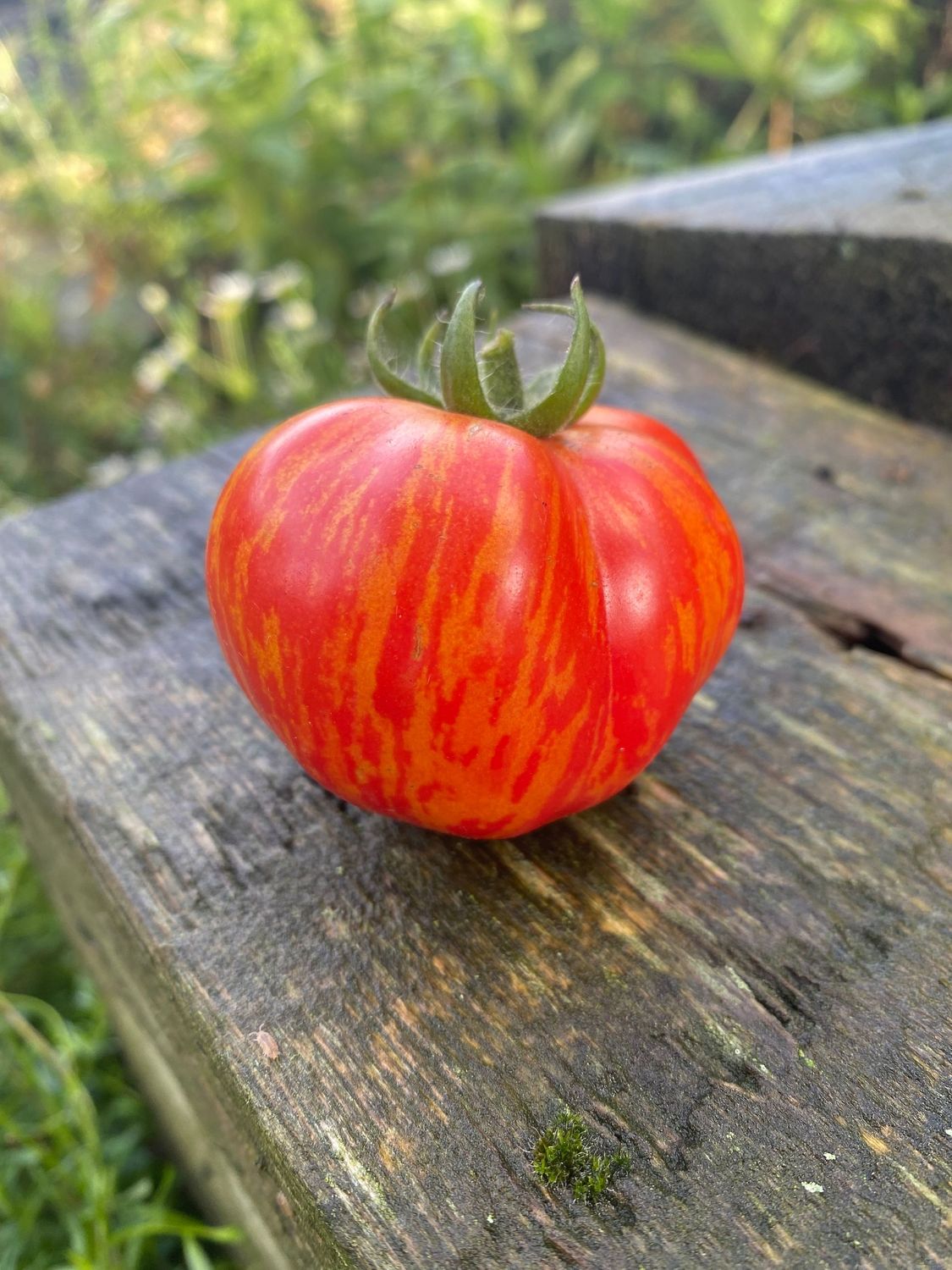 PIXIE STRIPED DWARF