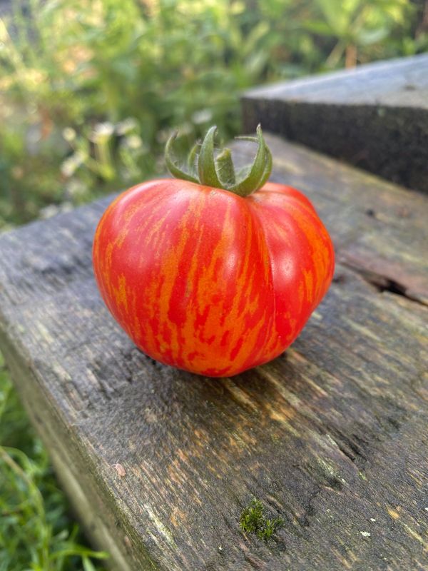 PIXIE STRIPED DWARF