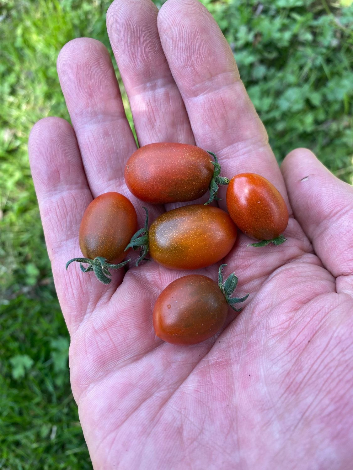 CHOCOLATE OLIVE