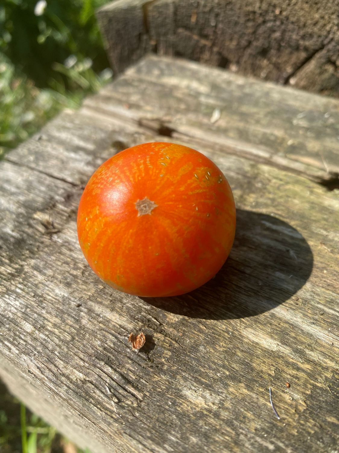 TINY TIGER (Micro Dwarf)