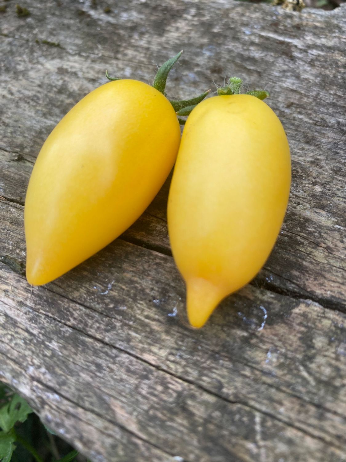 FUNNY PLUM YELLOW (Micro Dwarf)