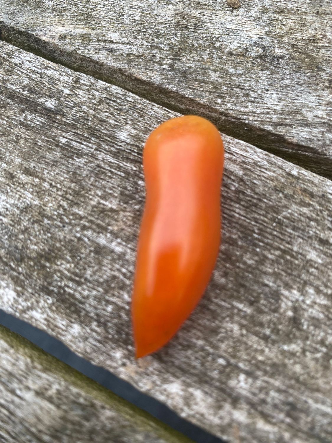 CURLY KALEY LONG (Micro Dwarf)