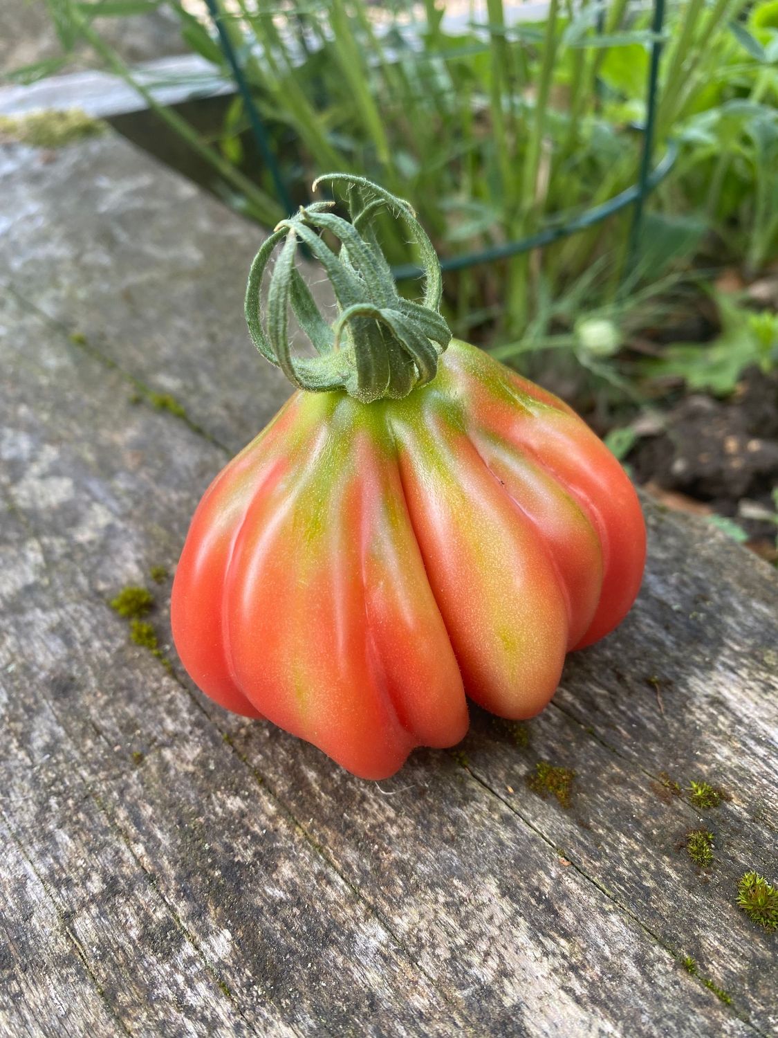TLACOLULA PINK