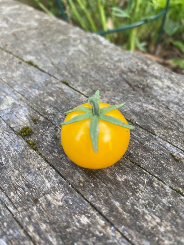 ORANGE PINOCCHIO (Micro Dwarf)