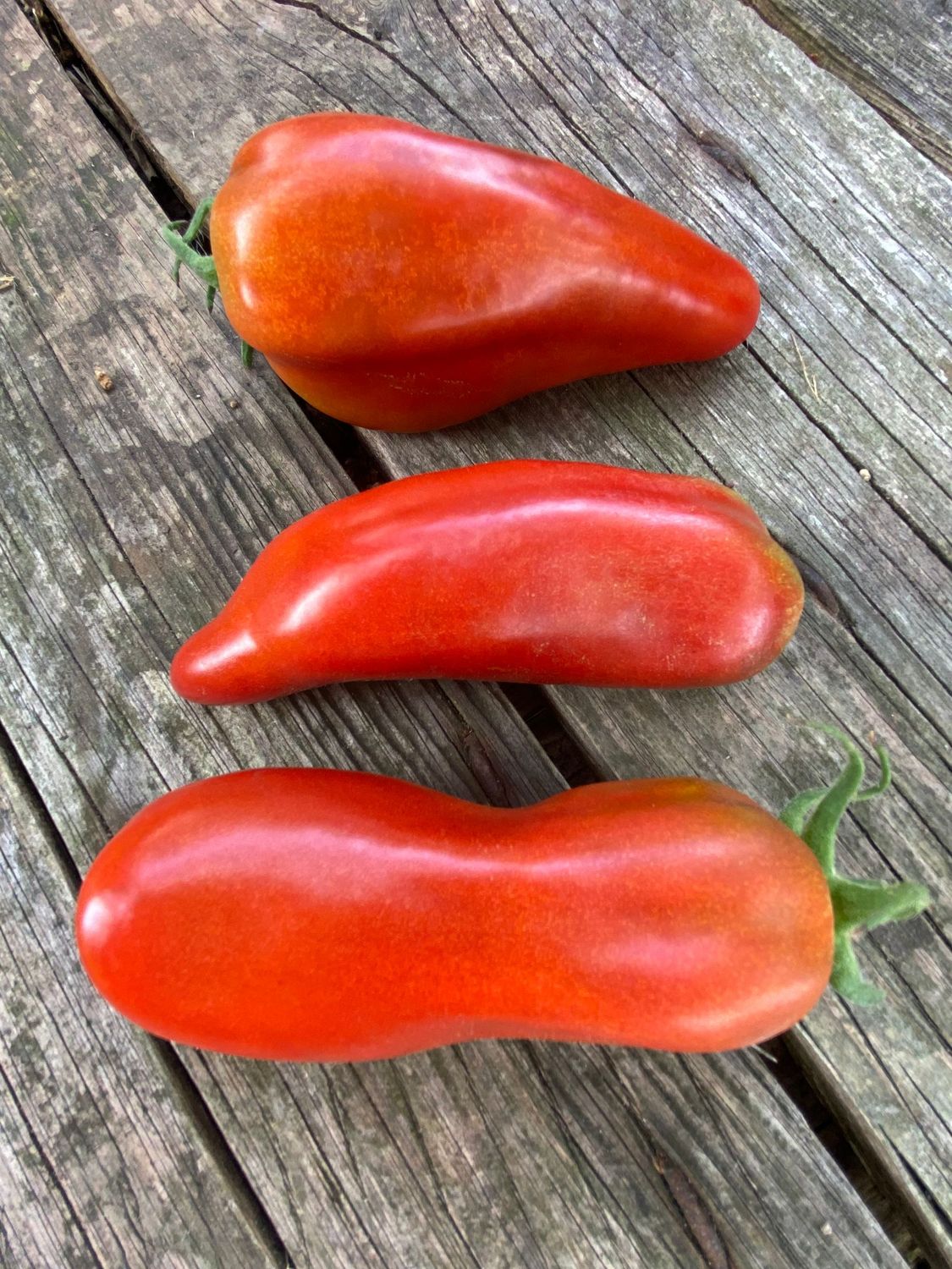 EROS BLACK (pepper like)