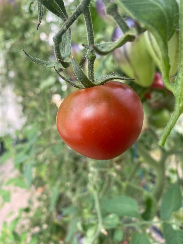CHINESE BLACK PEARL