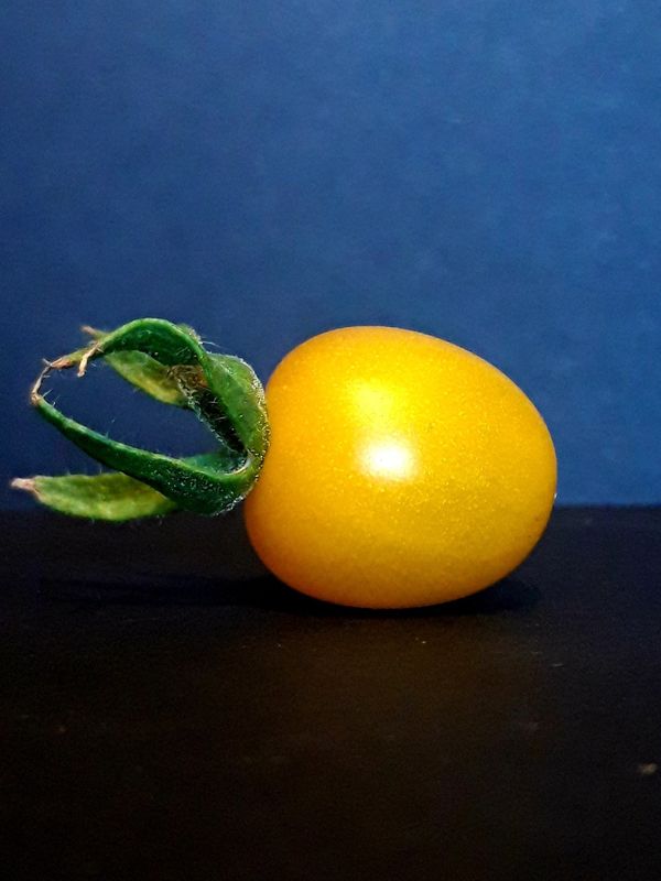 EGG YOLK