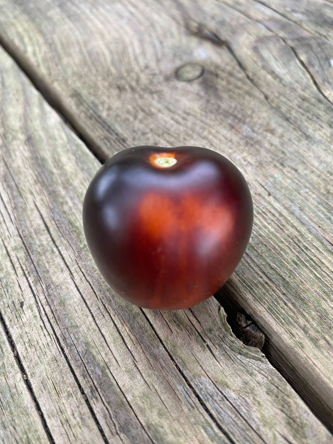 PURPLE BOY (Micro Dwarf)