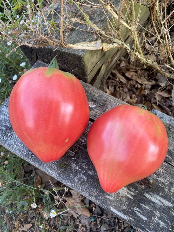 NOLANS FAMILY HEIRLOOM