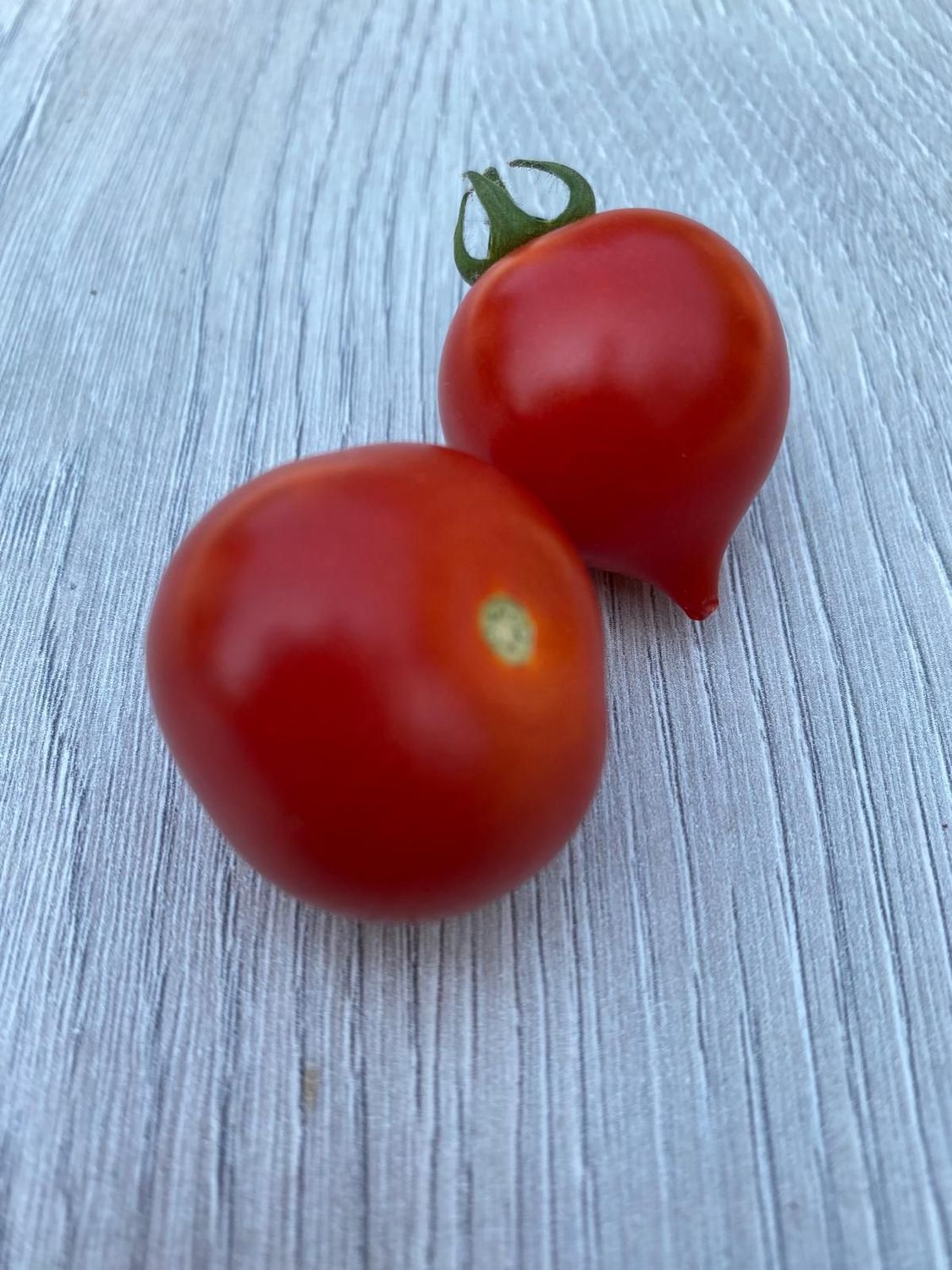 LITTLE HEARTBREAKER (micro dwarf)