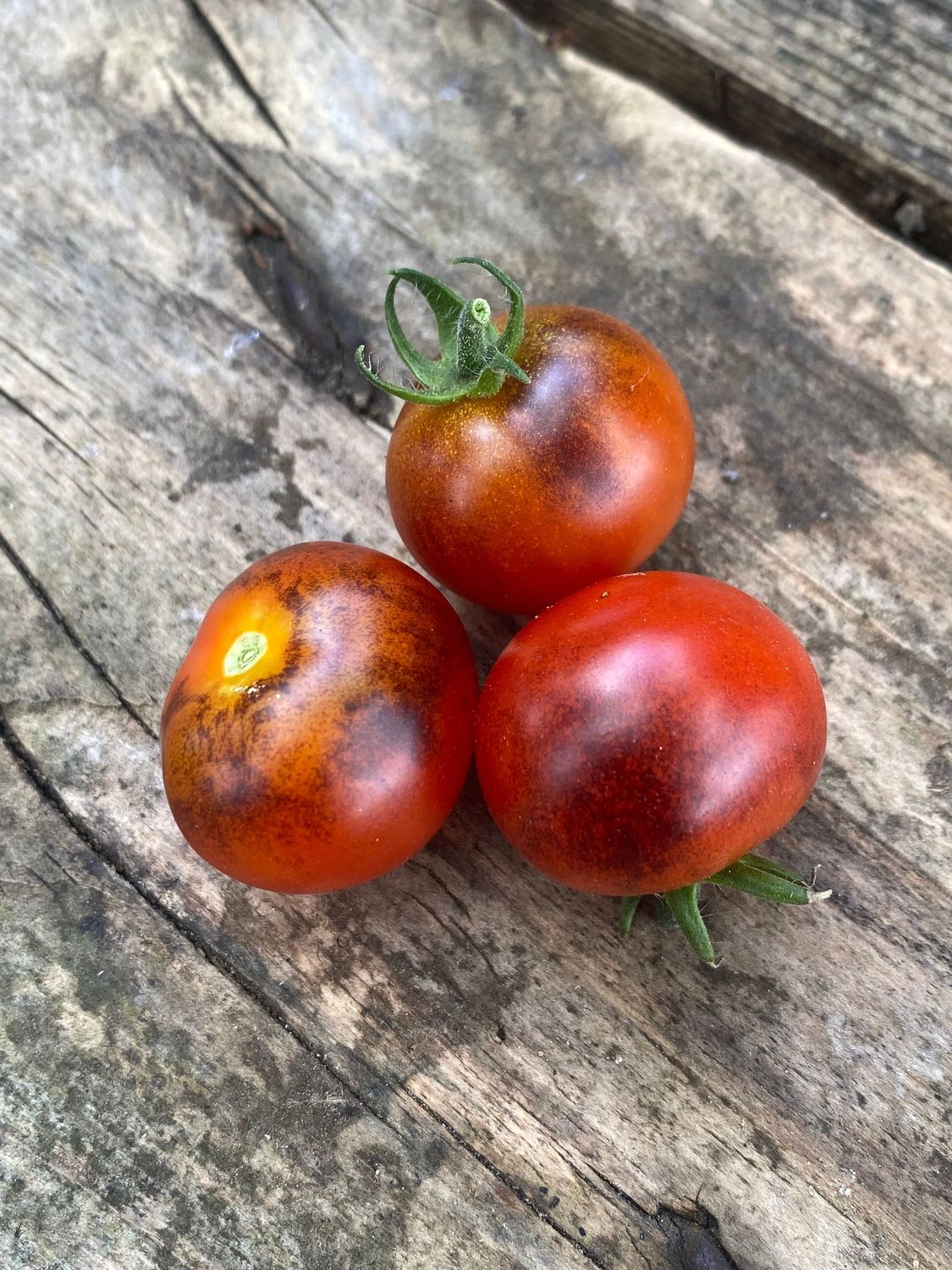 RED RAINDROPS (Micro Dwarf)