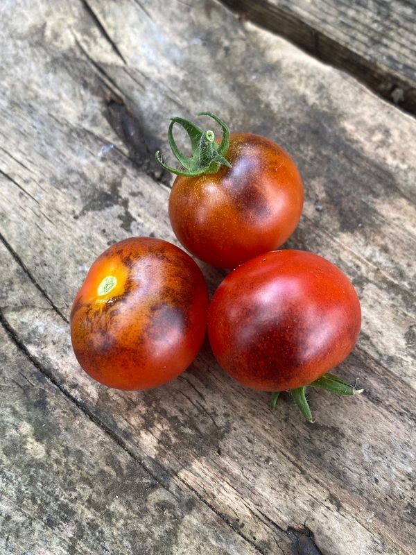 RED RAINDROPS (Micro Dwarf)