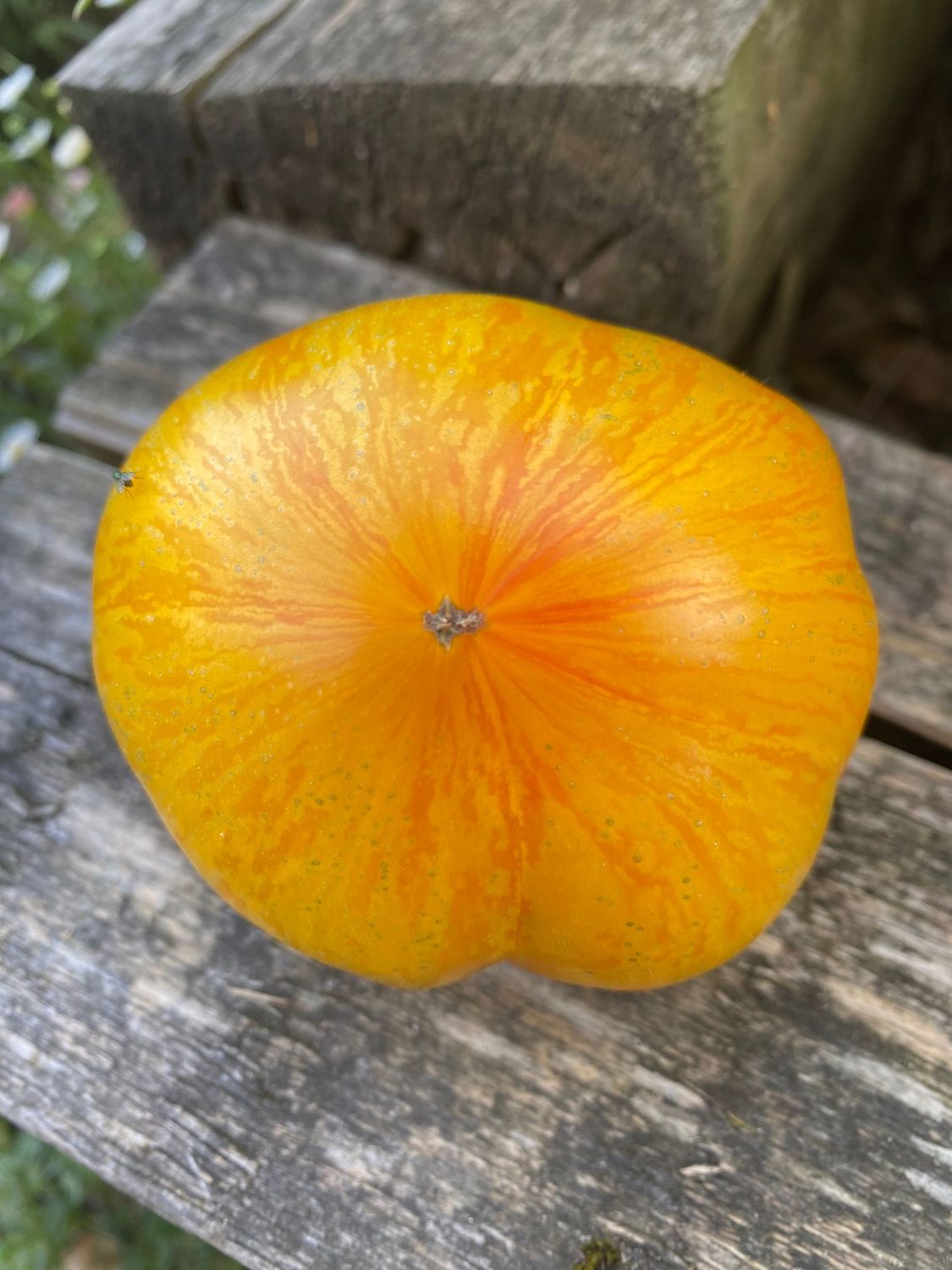 PLAN 9 FROM OUTER SPACE