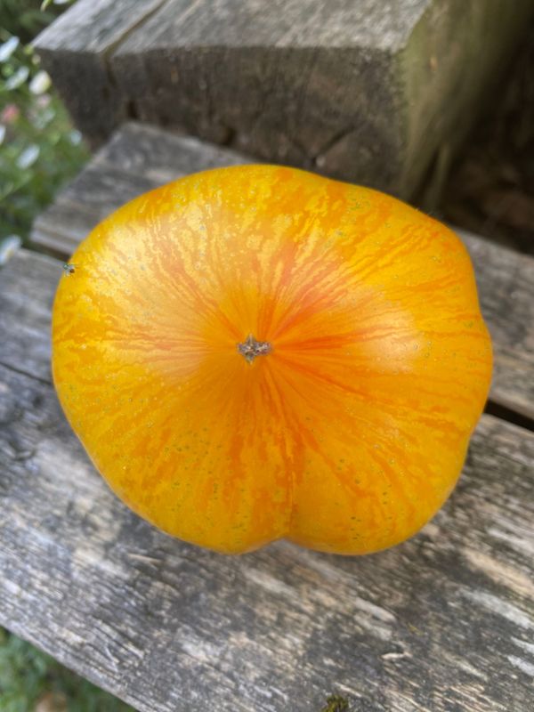 PLAN 9 FROM OUTER SPACE