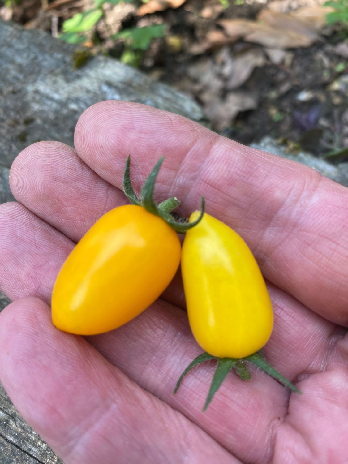 PLUMBRELLA YELLOW Micro Dwarf)