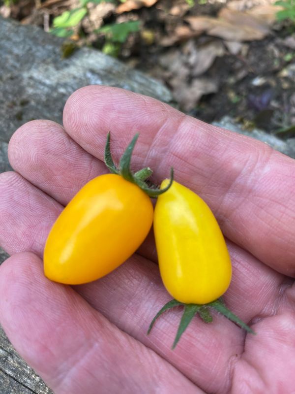 PLUMBRELLA YELLOW Micro Dwarf)