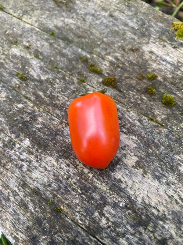 CURLY KALEY (Micro Dwarf)