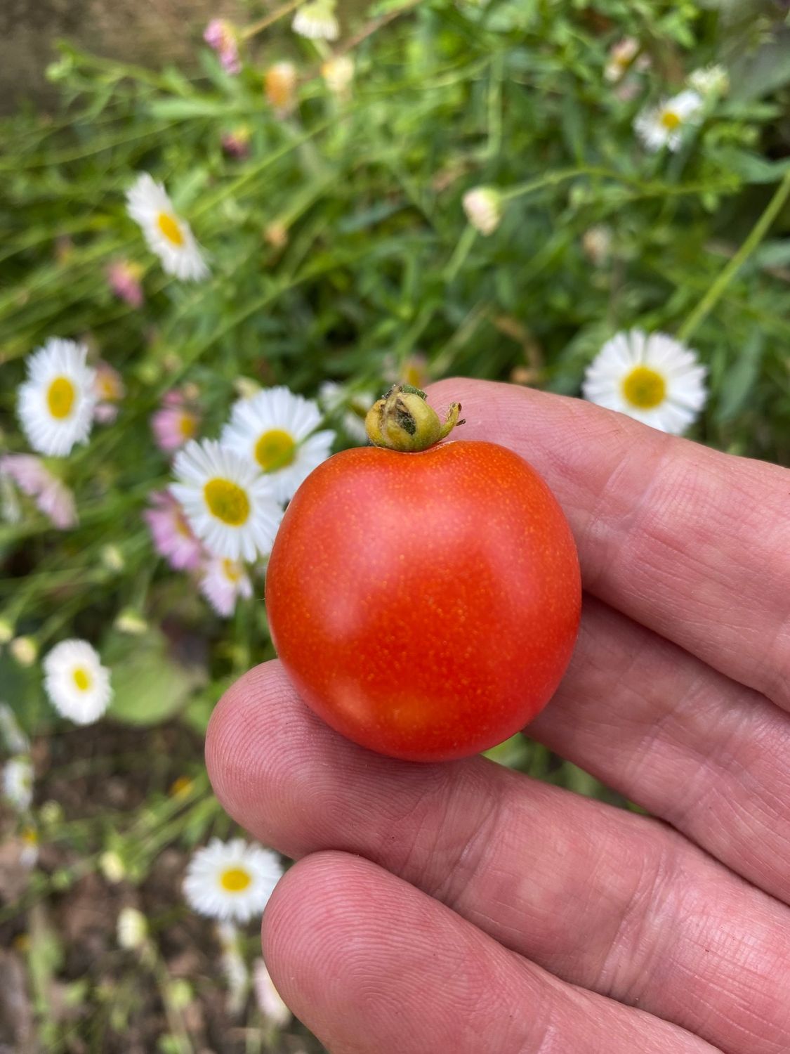 BUNNY KISSES (Micro Dwarf)