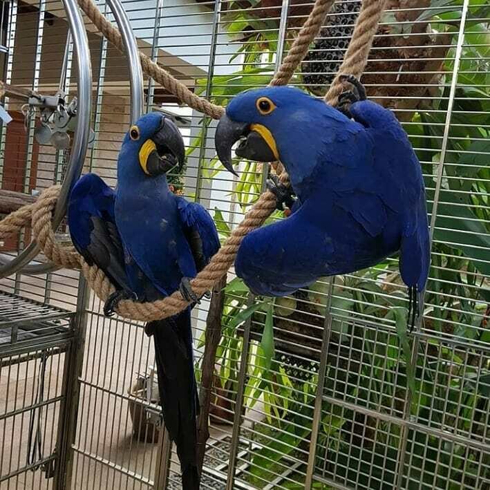 hyacinth macaw