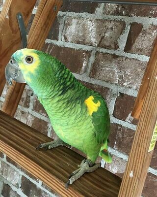 blue fronted amazon parrot