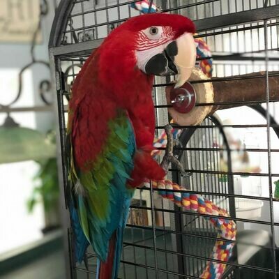 green wing macaw