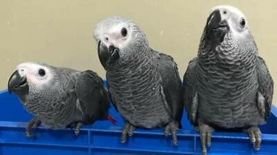 african gray parrot
