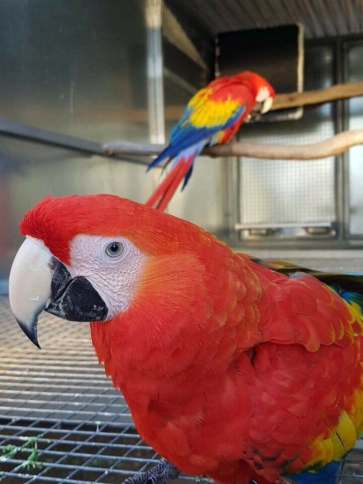 scarlet macaws