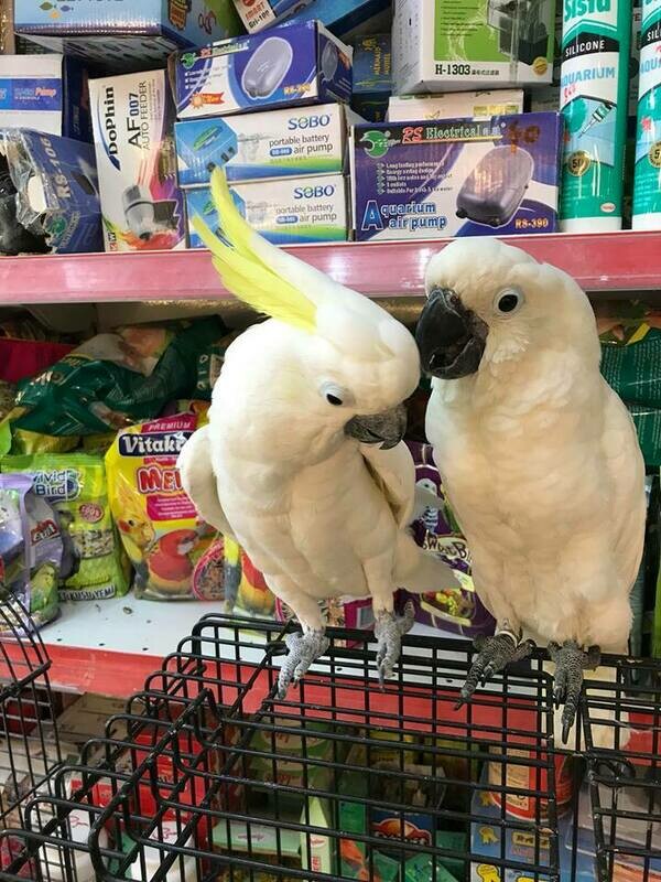 tricon cockatoos