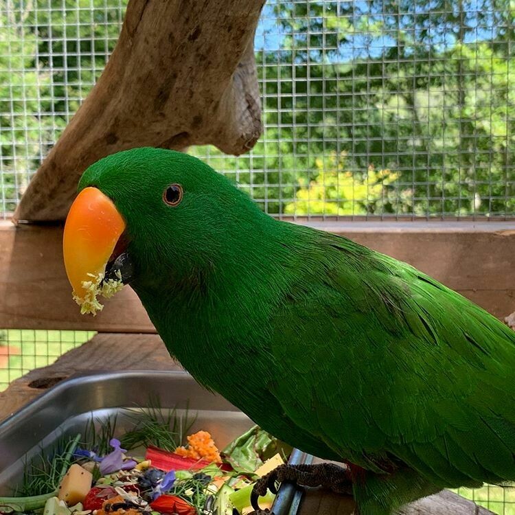 Electus Parrot
