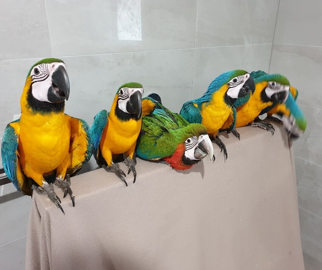 blue and gold macaws