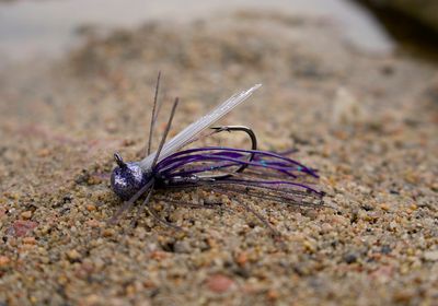 Lil Wizard Finesse Jig 2pk