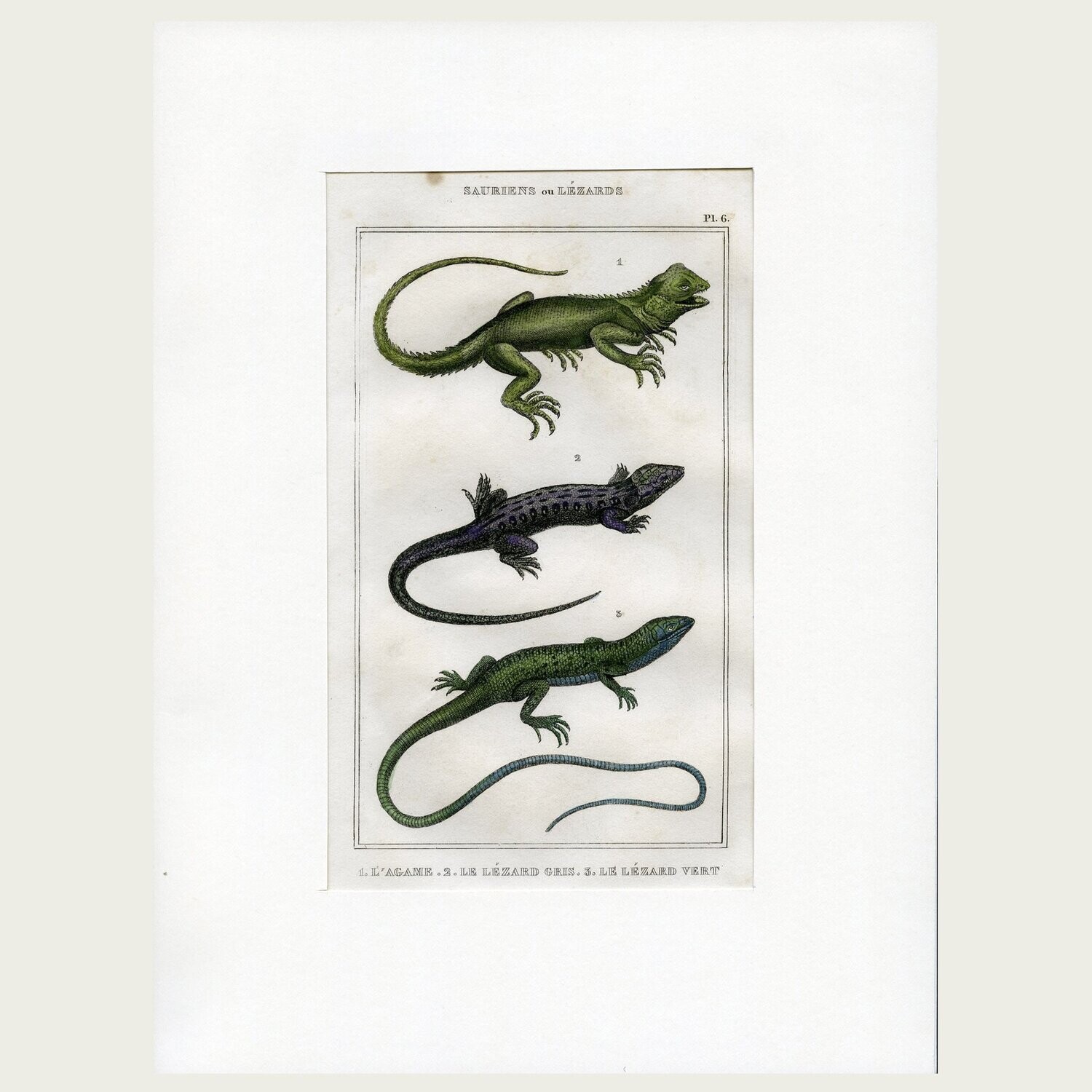 Lacépède. Grabado al acero. 1836. Plancha nº 6 de la serie Saurios y Lagartos