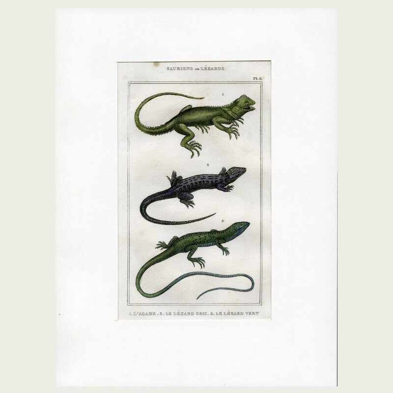 Lacépède. Grabado al acero. 1836. Plancha nº 6 de la serie Saurios y Lagartos