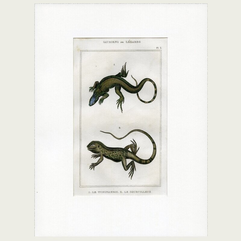 Lacépède. Grabado al acero. 1836. Plancha nº 3 de la serie Saurios y Lagartos