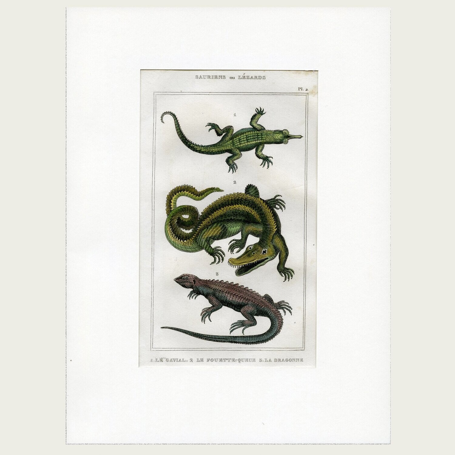 Lacépède. Grabado al acero. 1836. Plancha nº 2 de la serie Saurios y Lagartos.