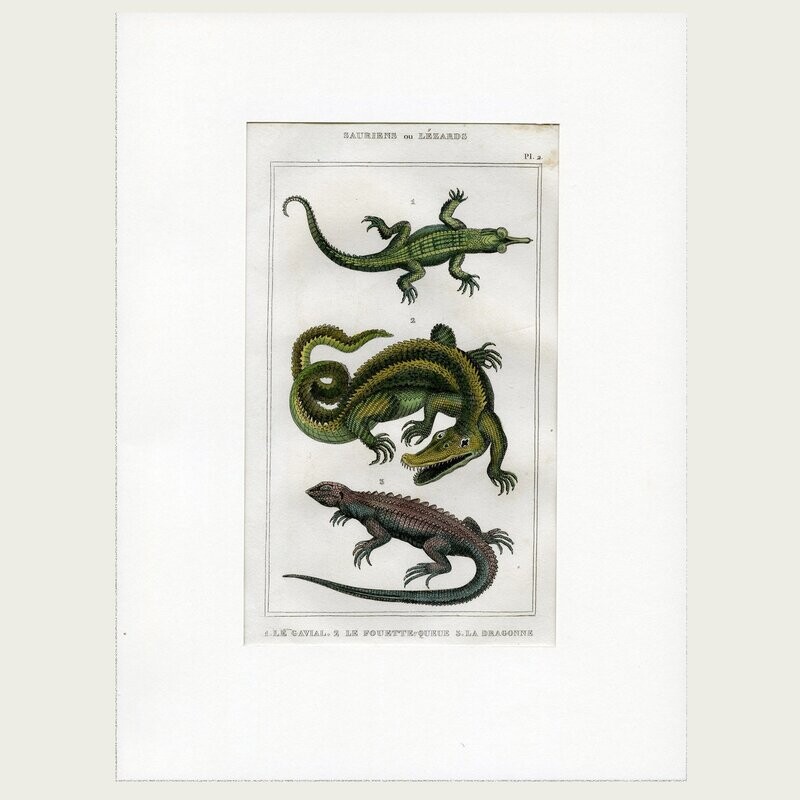 Lacépède. Grabado al acero. 1836. Plancha nº 2 de la serie Saurios y Lagartos.