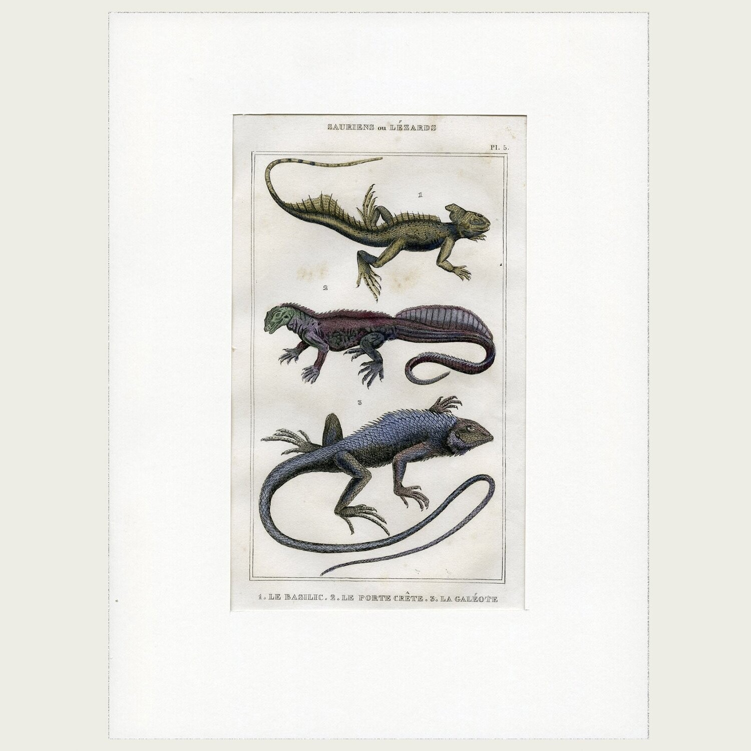 Lacépède. Grabado al acero. 1836. Plancha nº 5 de  Saurios y Lagartos.